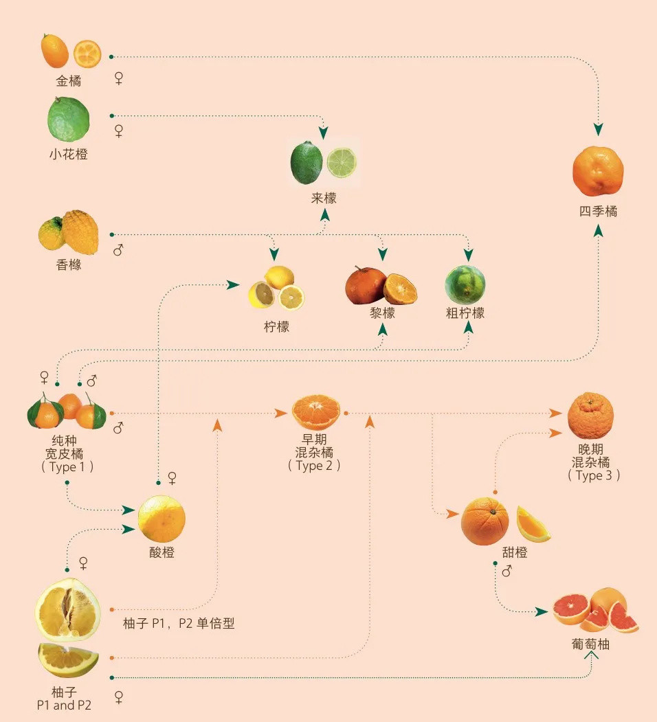 新澳今天最新资料水果爷爷_数据资料核心落实_BT42.121.89.243