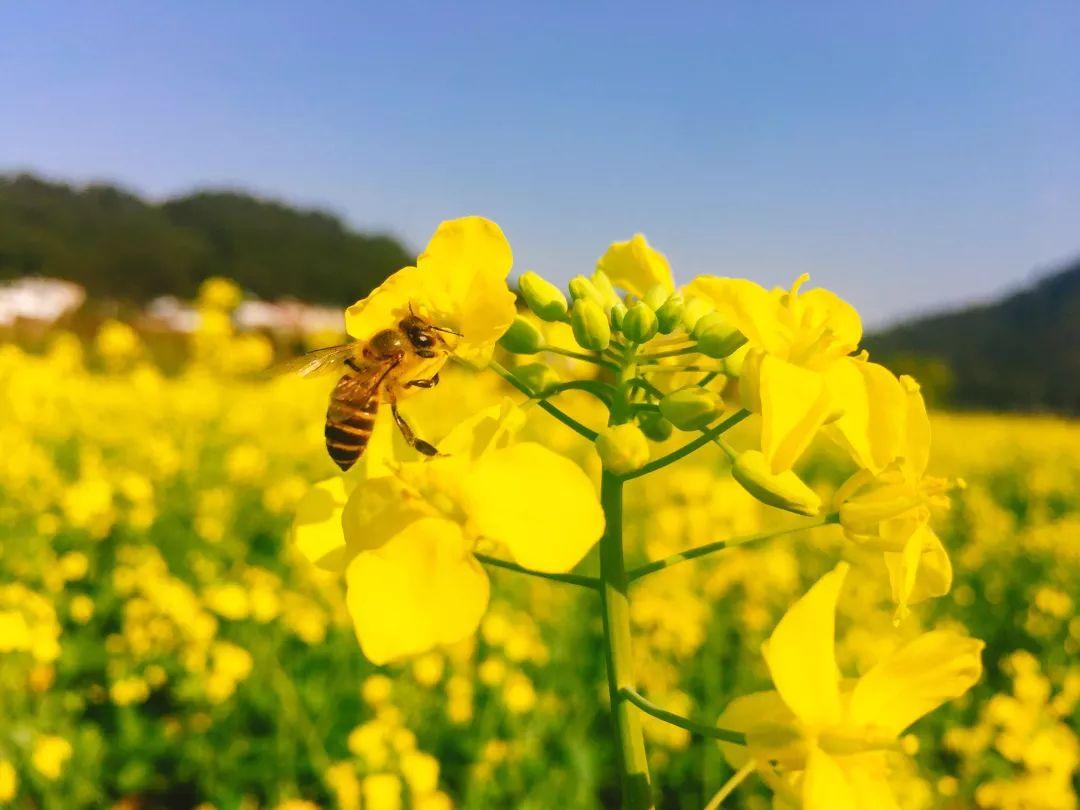 桃村最新动态概览